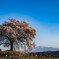 わに塚の桜3