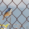 青い鳥