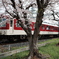近鉄道明寺駅の桜
