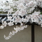 道明寺天満宮の桜