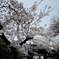 道明寺天満宮の桜