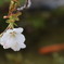 湖上の桜