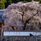 枝垂れ桜