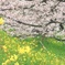 春爛漫