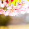 河津桜