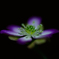 おぼろ花