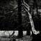 Fallen dead tree
