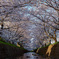日の出と共に満開の桜へ・・・