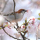 桜にニュウナイスズメ②