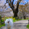 犬も見惚れる満開の桜