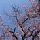 古木桜