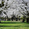 小金井公園の桜