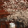 八坂神社の桜