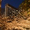 夜桜