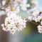 桜前線