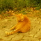 公園の猫②