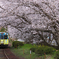 電車と桜