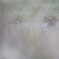 Watcher