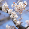 桜咲く