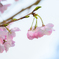 Cherry blossoms