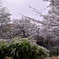 雨の城址公園Ⅵ
