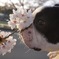 桜と犬