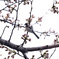 桜　待ちわびる四十雀