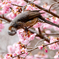ヒヨ桜