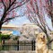 春の犬