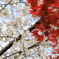 紅白