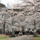 大宮公園の桜