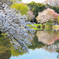 新宿御苑の桜