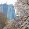桜さく