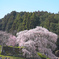 又兵衛桜(本郷の瀧桜)