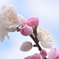 八重桜