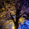 夜桜