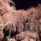 清雲寺の夜桜_５