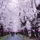 お出かけ(227)-4（桜@無線山）
