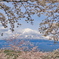 大石寺　2025