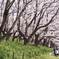 幸手権現堂桜堤