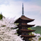 瑠璃光寺2021　3月-6　桜と五重塔