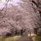 境川桜