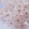 弥生の桜