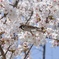 桜と雀