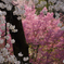 桜咲く