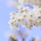 駅前の桜#2