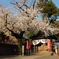 満開の桜
