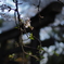 鳥居と