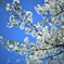 青空と満開の桜を撮った。