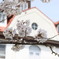 修道院の桜
